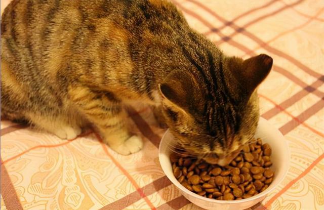 小猫补钙吃什么,小猫补钙吃什么食物好,两个月大小猫咪怎么补钙？