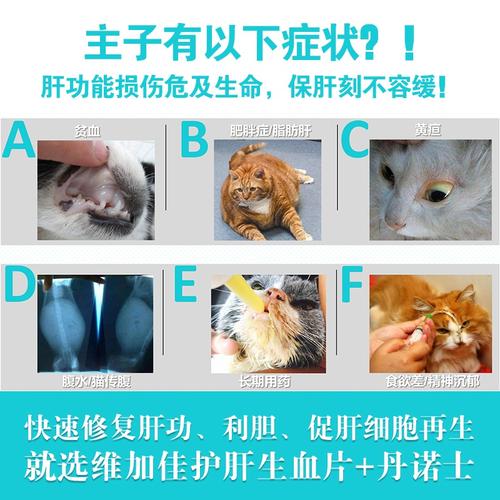 猫咪胆囊炎,猫咪胆囊炎有哪些症状,猫咪胆囊炎