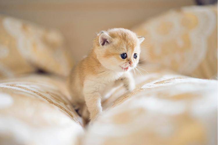 怎样养小猫咪,怎样养小猫咪幼崽,大概15天小猫该怎么养？