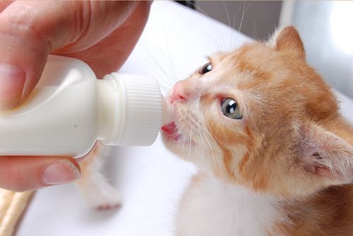 猫能喝什么奶,猫能喝什么奶粉,刚出生的小猫喝什么奶？