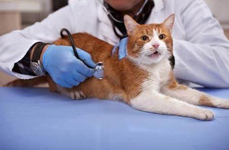 猫咪肝衰竭,猫咪肝衰竭有什么症状,猫咪吃大蒜吗？