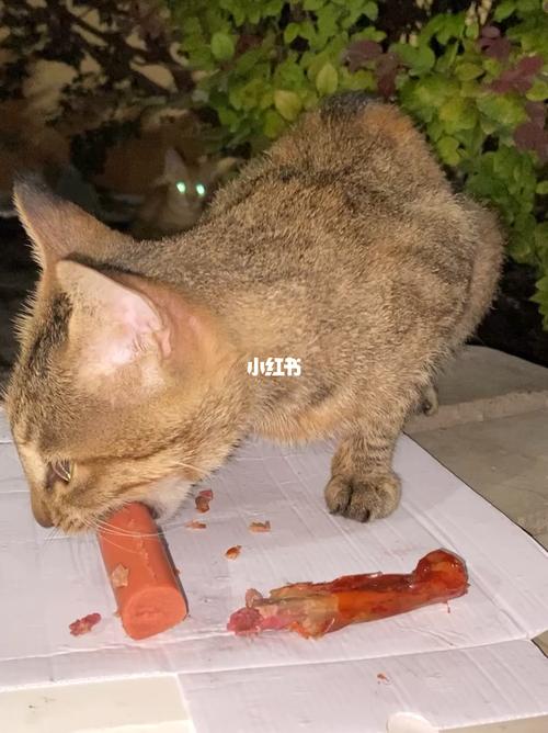 猫咪可以吃火腿吗,三个月猫咪可以吃火腿吗,猫能吃烤火腿吗？