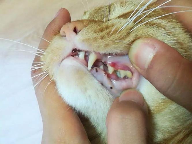 猫咪牙周炎,猫咪牙周炎怎么治疗最有效,猫咪掉牙什么情况？