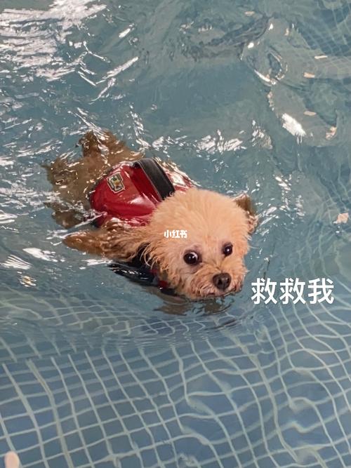 什么狗会游泳,什么狗会游泳会救人,泰迪犬会游泳吗？
