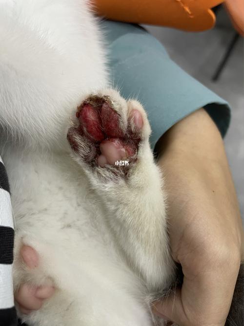 猫咪指甲发炎,猫咪指甲发炎化脓能用什么药,猫爪发炎了该怎么处理？