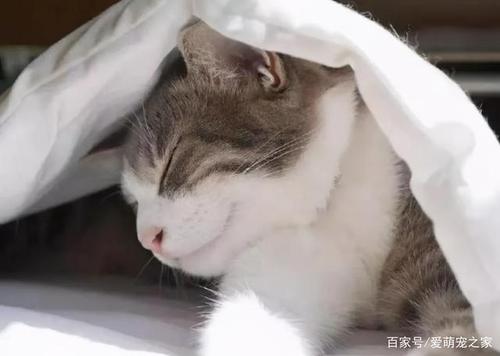 猫咪会着凉吗,猫咪着凉的症状,两个月的猫咪容易着凉吗？
