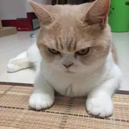 猫咪生气的表现,猫咪生气的表现有哪些,猫咪生气时的表现有哪些？