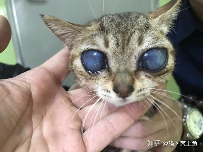 猫咪青光眼,猫咪青光眼的症状和表现是什么,小猫眼睛凸起来是什么情况？