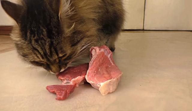 猫吃什么生肉,猫吃什么生肉比较好,公猫吃什么肉？