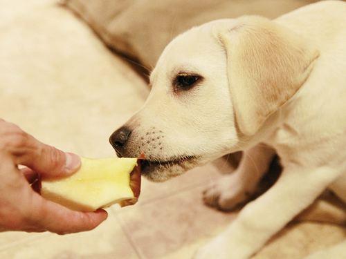 小狗适合吃什么,小狗适合吃什么水果,小狗可以吃馒头吗？