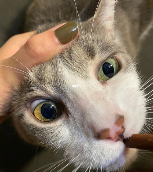 猫咪黄疸症状,猫咪黄疸症状图片,猫咪眼睛黄色是怎么回事？