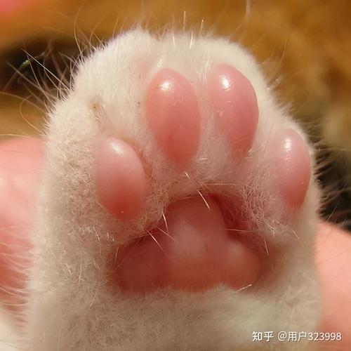 猫咪肉垫颜色,猫咪肉垫颜色和什么有关,布偶猫爪子肉垫的颜色？