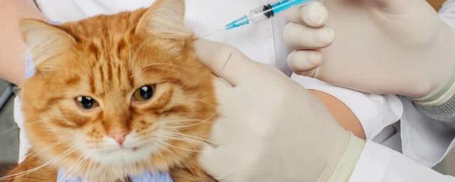 猫咪几个月打疫苗,猫咪几个月打疫苗合适,猫咪多大能打疫苗？