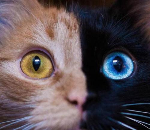 阴阳眼猫咪,阴阳眼猫咪为什么不能养,什么是猫的阴阳眼？
