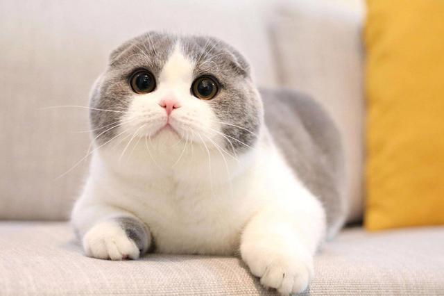 温顺的猫咪品种,温顺的猫咪品种适合孩子养,请问什么品种猫最温顺，不抓沙发和地板？