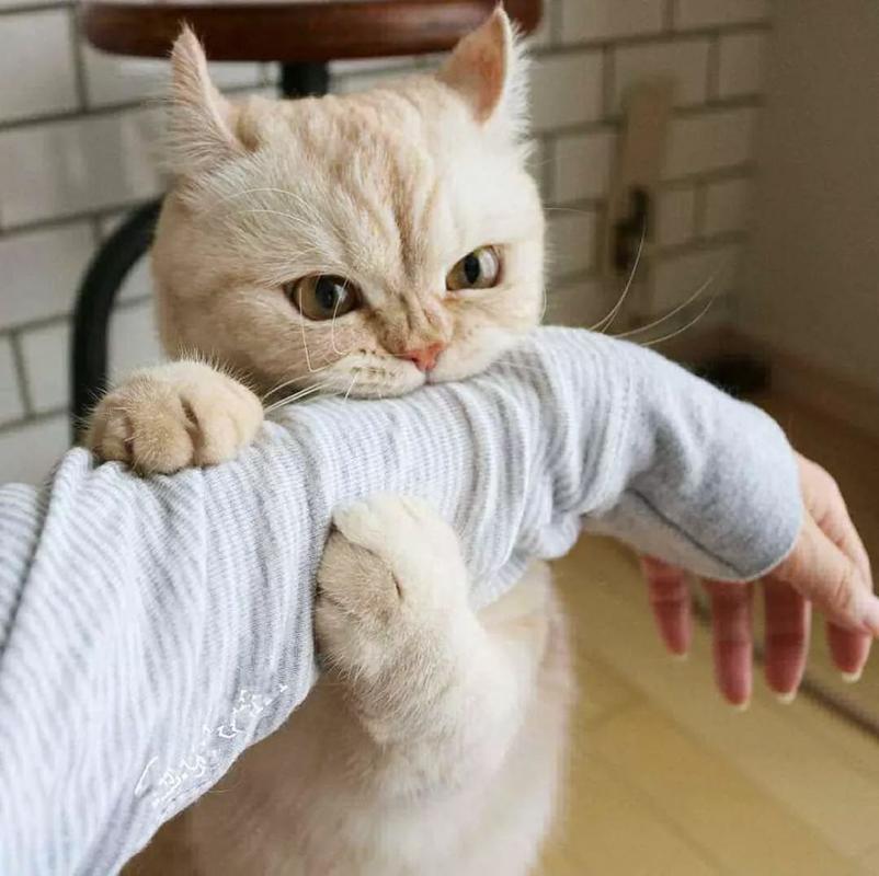 猫咪轻轻咬你,猫咪轻轻咬你的手是什么意思,猫咪轻轻的咬你什么意思？