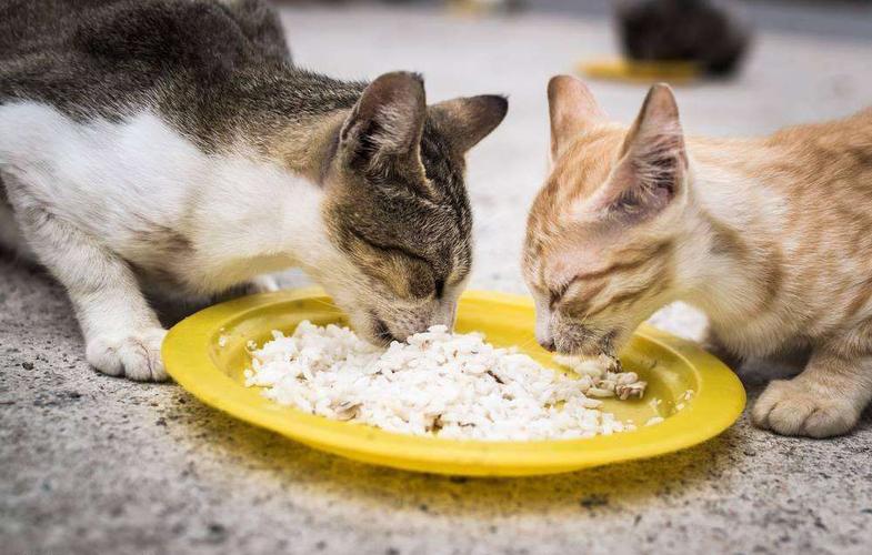 猫咪可以吃米饭吗,两个月大的猫咪可以吃米饭吗,猫能不能吃白米饭？