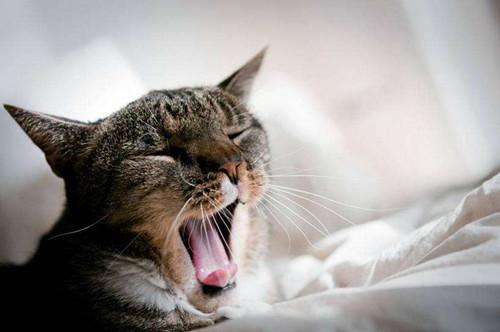 猫咪咳嗽视频,猫咪咳嗽视频教程,猫咪伸舌头咳嗽是什么意思？