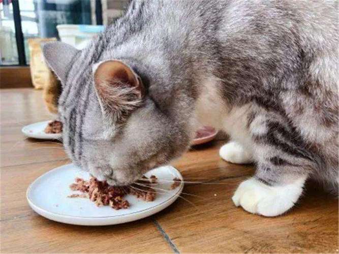 猫咪能吃猪肉吗,猫咪能吃猪肉吗煮熟的,猫能吃猪肉不？