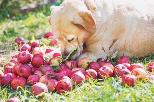 狗不可以吃什么,狗不可以吃什么水果和什么食物,狗不可以吃什么