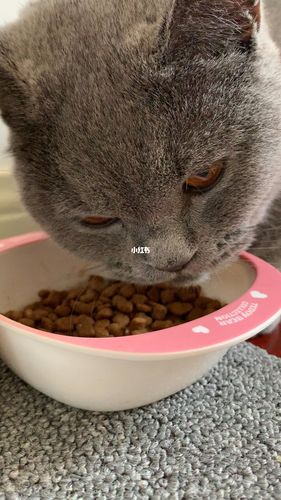 猫咪突然不吃猫粮,猫咪突然不吃猫粮了怎么回事,蓝猫突然不吃猫粮了是怎么回事？