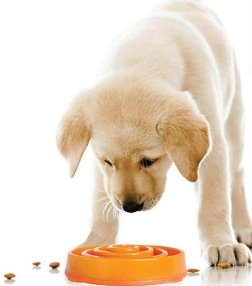 狗喜欢吃什么食物,小狗狗喜欢吃什么食物,一般宠物狗吃什么东西的,大概量是多少？