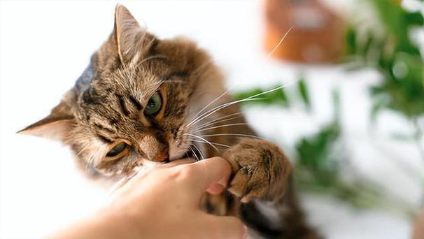 猫咪舒服的表现,猫咪舒服的表现有哪些,为什么摸猫鼻子会舒服？