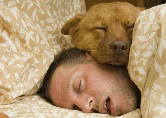 狗狗为什么一直睡觉,狗狗为什么一直睡觉不吃东西,狗狗天天晚上要上床睡觉怎么办？