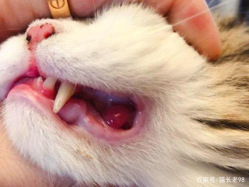 猫咪牙龈发红,猫咪牙龈发红怎么回事,猫咪牙齿根部发红怎么处理？
