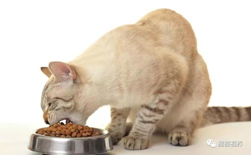 猫咪饮食注意事项,猫饮食需要注意什么,猫咪吃什么蔬菜好养又有营养？