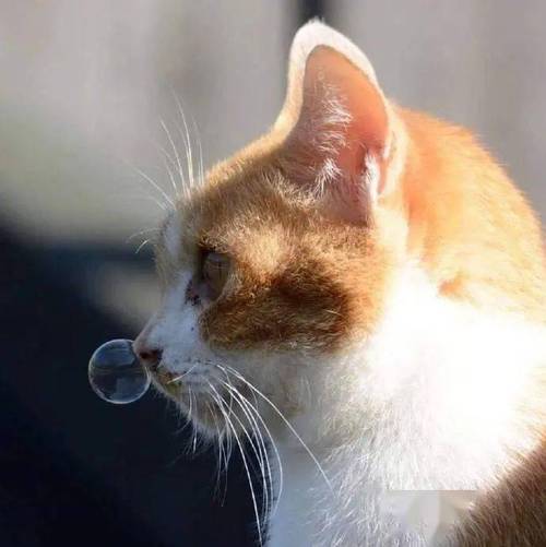 猫咪夏天感冒,猫咪夏天感冒会有什么症状,猫夏天能喝冰水吗？
