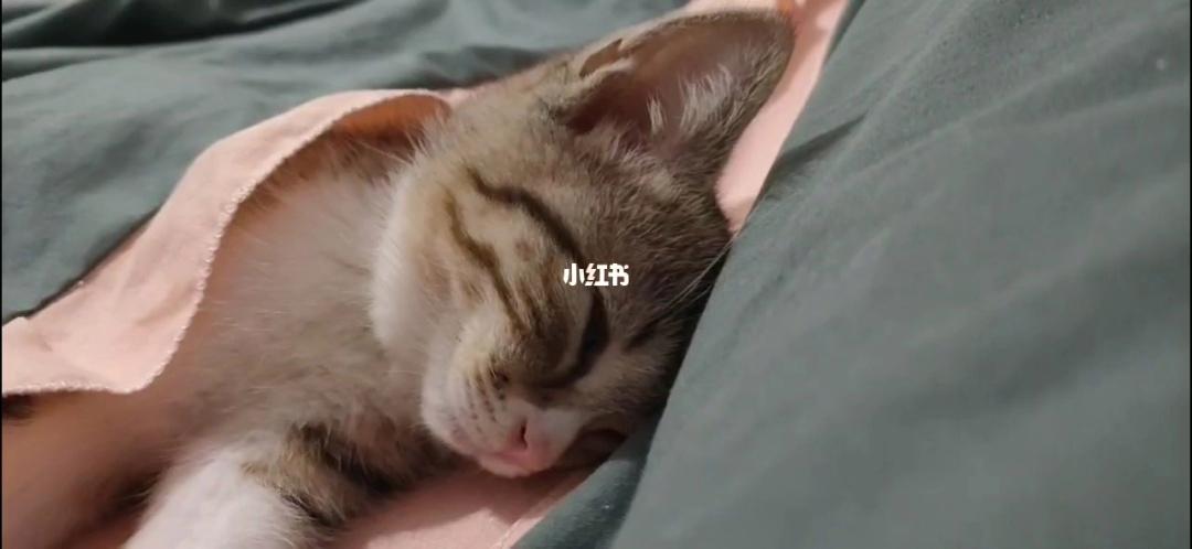 小猫为什么爱睡觉,小猫为什么爱睡觉的原因,猫咪为什么那么爱睡觉？