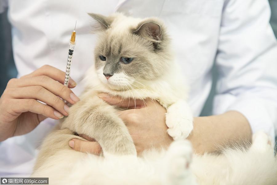 猫咪打针时间,猫咪打针时间延后几天没事吧,猫疫苗多长时间打一针？