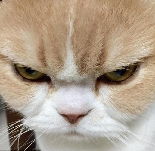 猫咪生气的声音,猫咪生气的声音播放,什么叫声能让猫猫生气？