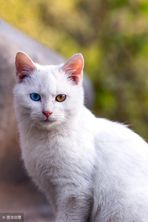猫象征着什么,猫象征着什么样的人,白猫有什么象征意义？