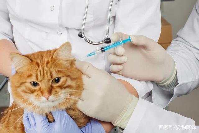 猫咪打完疫苗呕吐,猫咪打完疫苗呕吐正常吗,猫打完疫苗不吃食打蔫是怎么回事？