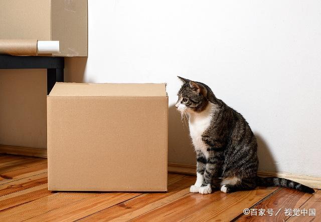 猫为什么喜欢纸箱,猫为什么喜欢纸箱子,小奶猫为什么喜欢挤在一起？