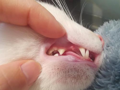 猫咪几个月换牙,猫咪几个月换牙期,小猫多大换牙齿？