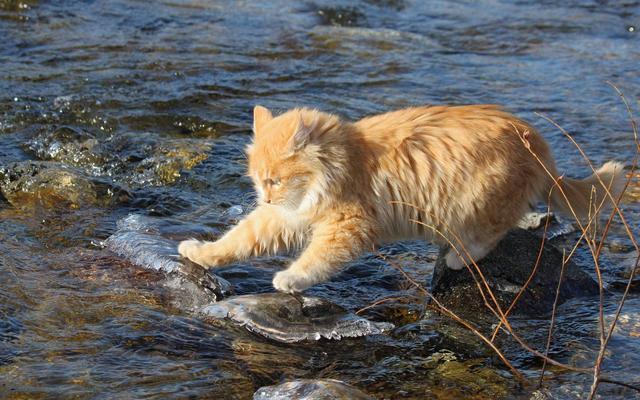 猫咪怕水吗,猫咪怕水吗?,猫咪为什么会害怕水？