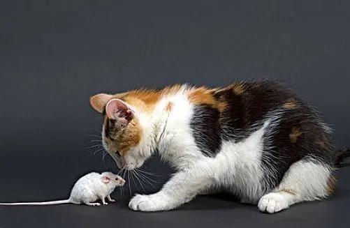 猫为什么会抓老鼠,猫为什么会抓老鼠神话故事,猫为什么白天会睡觉晚上捉老鼠？