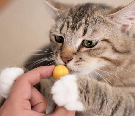 猫咪能吃蛋白吗,猫可以吃熟的蛋白吗,猫能吃蛋清么？