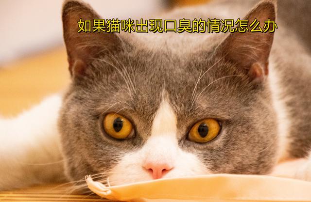猫咪口臭流口水,猫咪口臭流口水是什么原因,猫的口水臭怎么办？