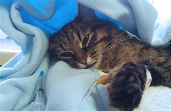 猫咪生病的表现,猫咪生病的表现有哪些,猫感冒了会有什么症状。怎么治疗？