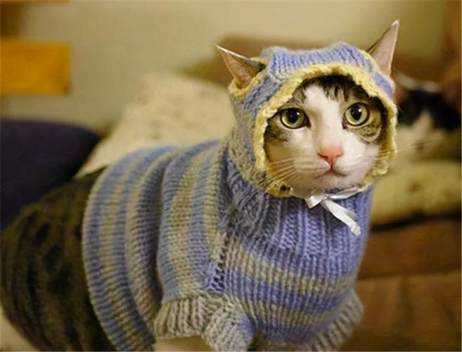 猫咪可以穿衣服吗,猫咪可以穿衣服吗冬天,给猫穿衣服的危害？