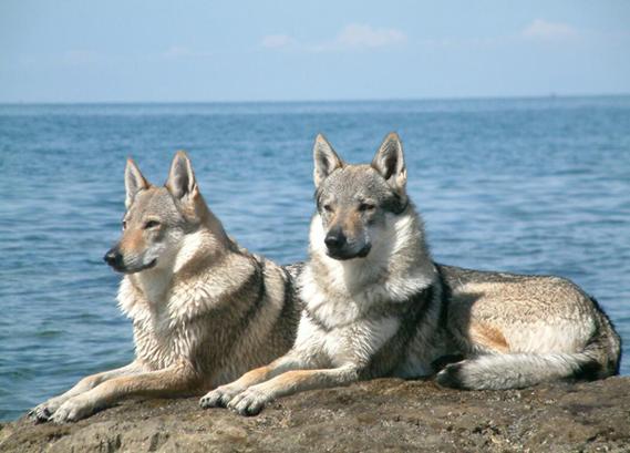 狼狗为什么叫狼狗,狼狗为什么叫狼狗他的祖先是狼吗,狼狗是狼和狗杂交的后代吗？