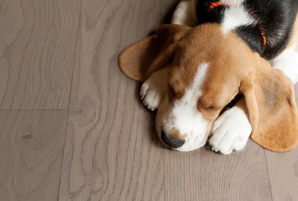 狗为什么总睡觉,狗狗为什么没事就睡觉,狗狗总是睡觉怎么办？