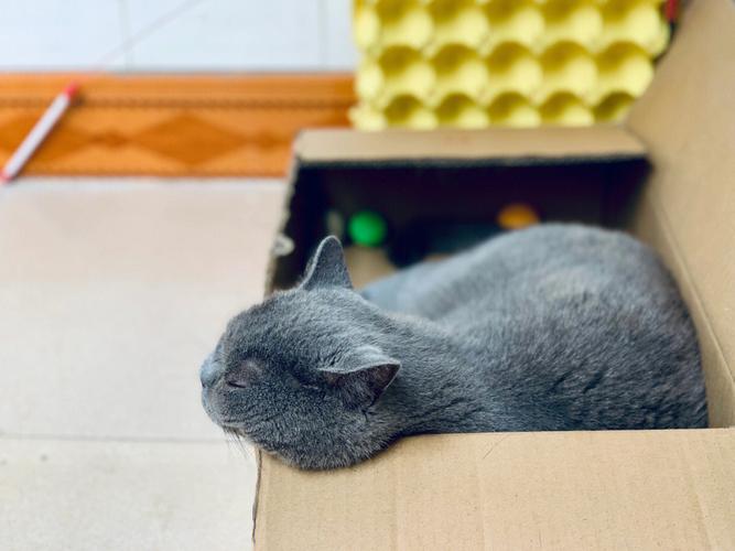 为什么猫喜欢纸箱,为什么猫喜欢纸箱子,为什么猫喜欢窝在纸箱里？