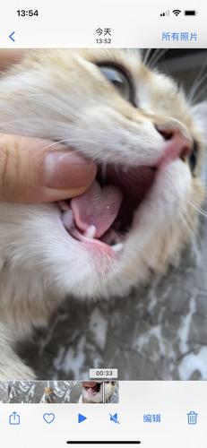 猫咪舌头发白,猫咪舌头发白是怎么回事,为什么猫的多个地方已经开始发白了？小猫嘴唇发白，猫鼻子肉垫白，猫皮肤颜色变浅？