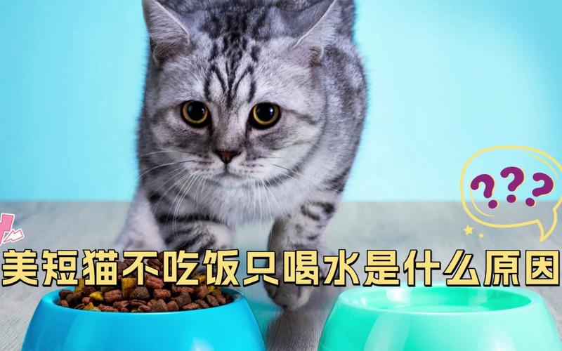 猫咪狂喝水,猫咪狂喝水是什么原因,猫咪喜欢喝水怎么判断正常不正常？