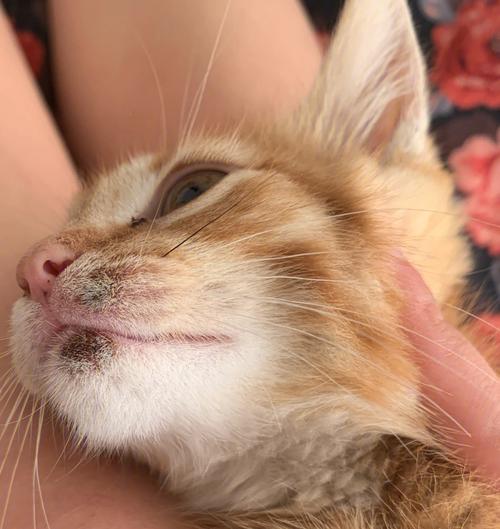 猫咪毛囊炎图片,猫咪毛囊炎图片下巴,猫咪痤疮长什么样子的？